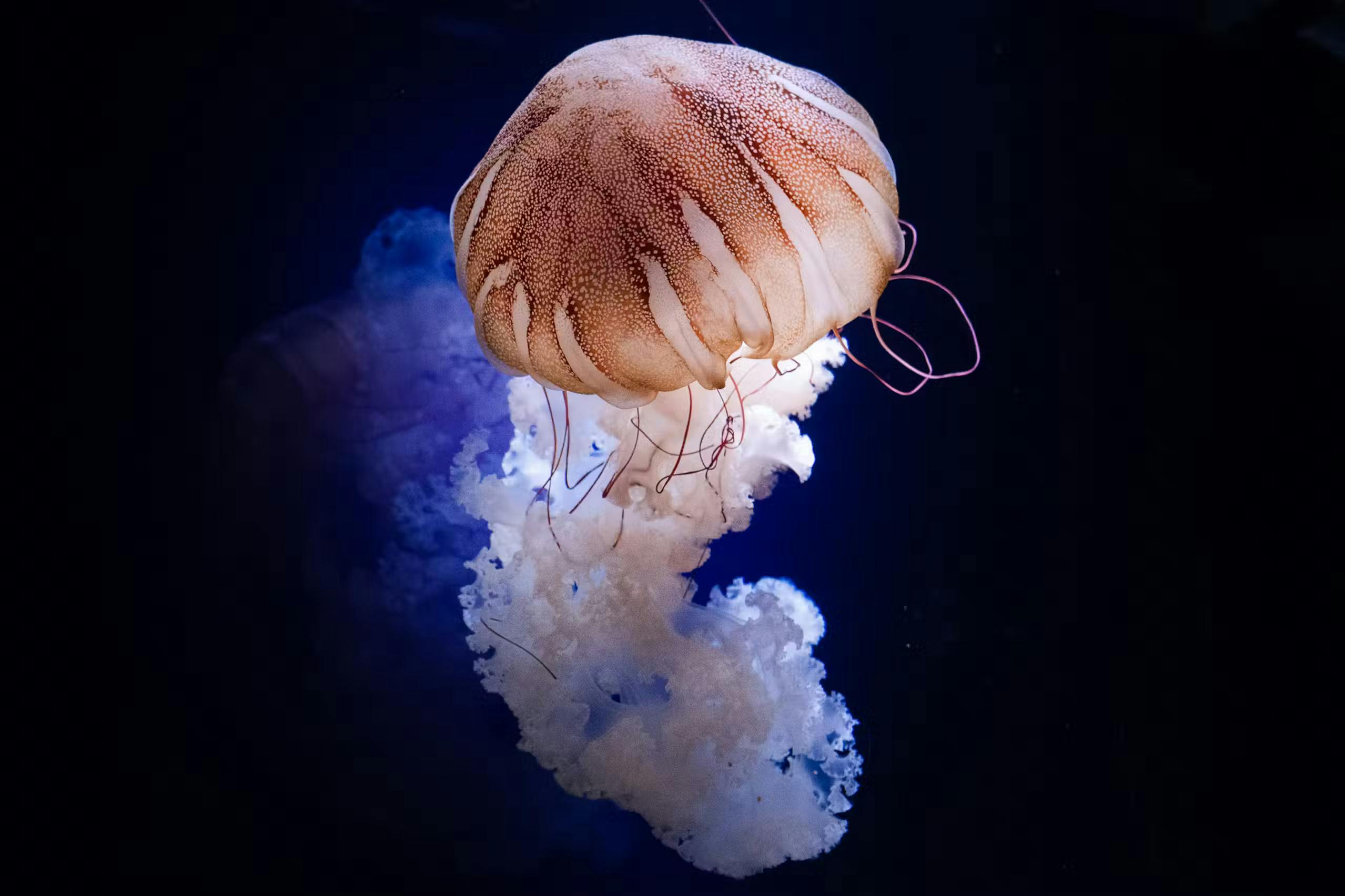 Aquarium de Paris: Entry Ticket Category