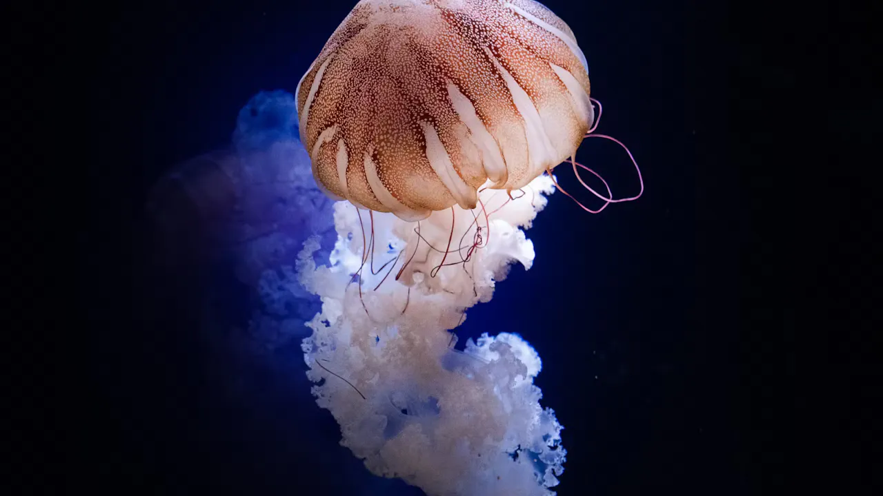 Aquarium de Paris: Entry Ticket Category