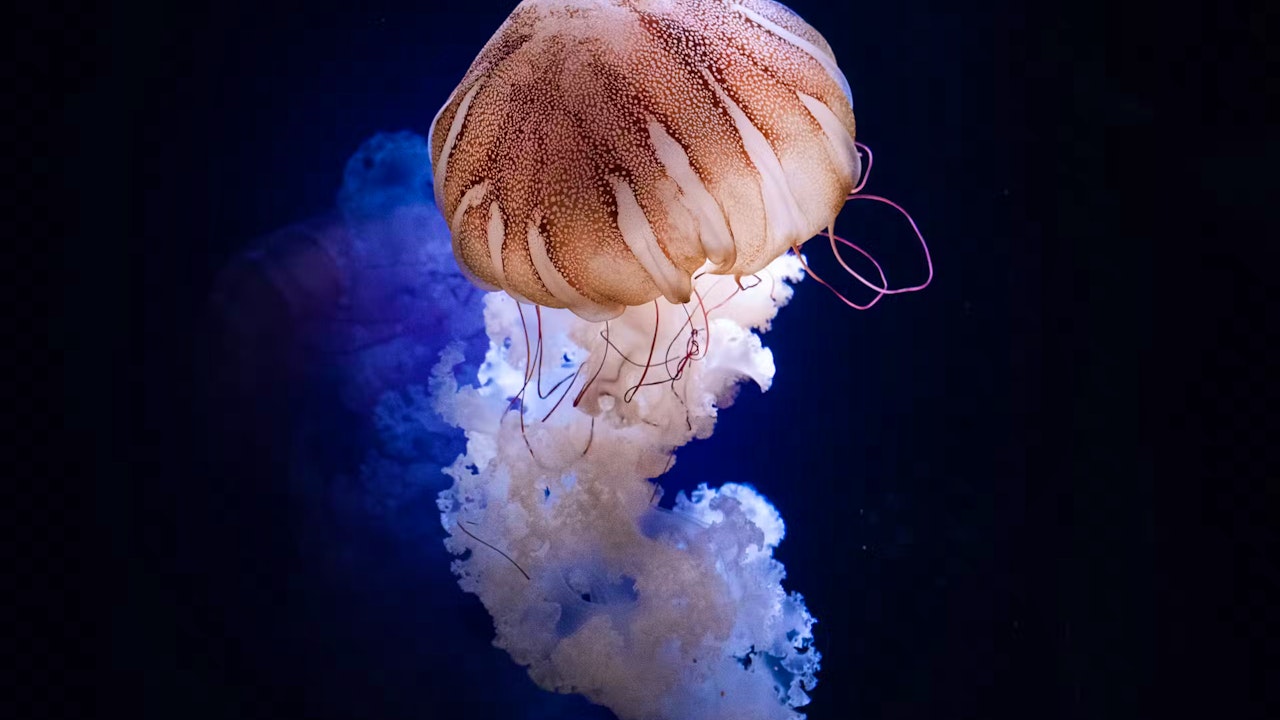 Aquarium de Paris: Entry Ticket Category