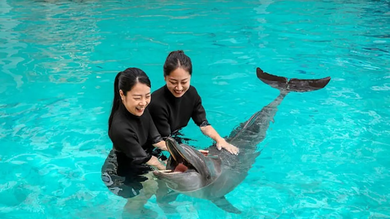Singapore Oceanarium Tickets: Southeast Asia’s Top Marine Attraction Category
