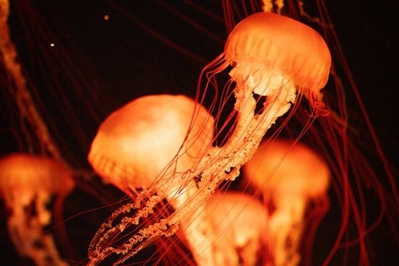 Singapore Oceanarium Tickets:  Southeast Asia’s Top Marine Attraction