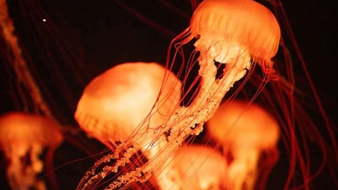 Singapore Oceanarium Tickets: Southeast Asia’s Top Marine Attraction