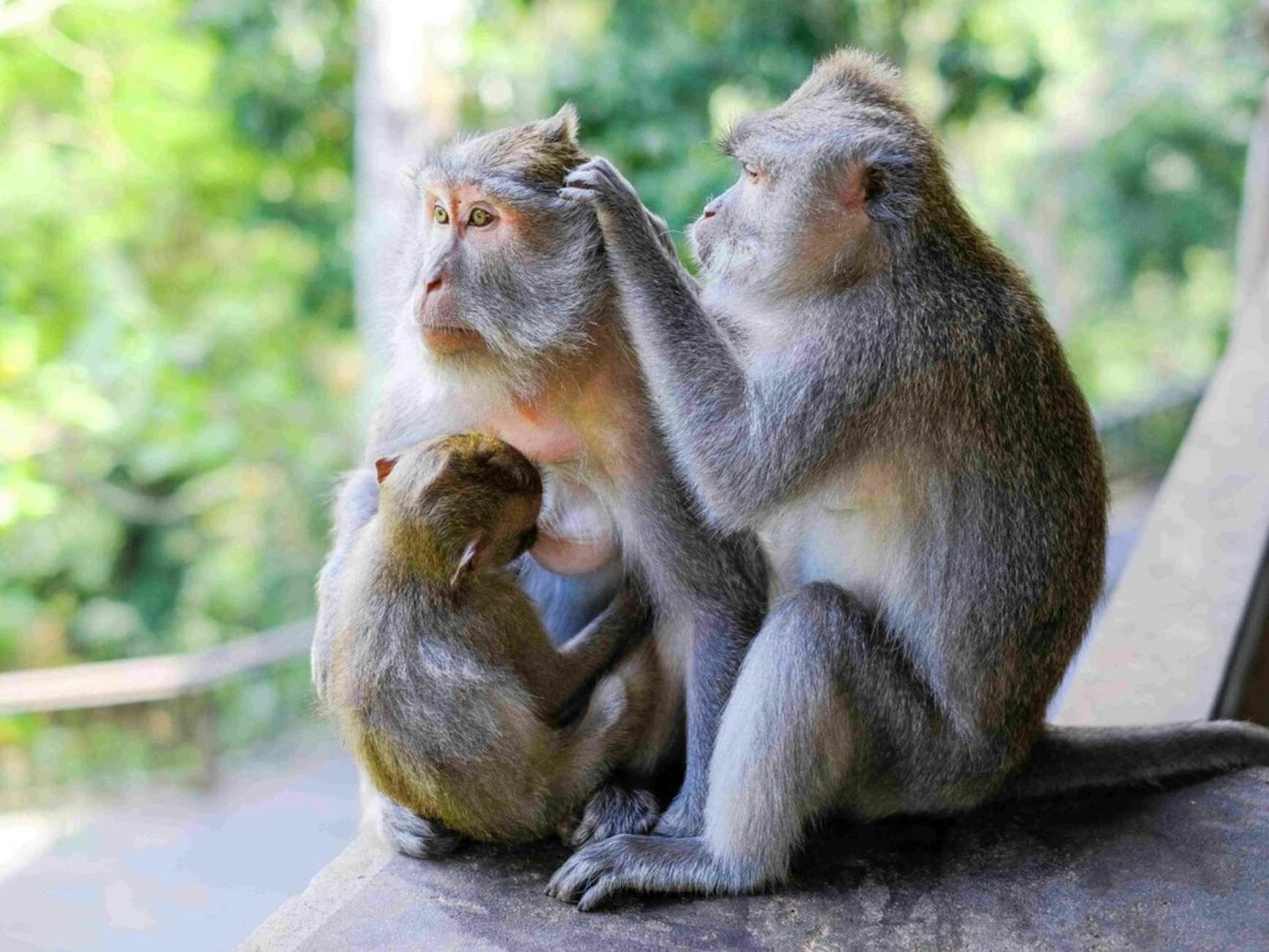 Sacred Monkey Forest Tour Ubud Price