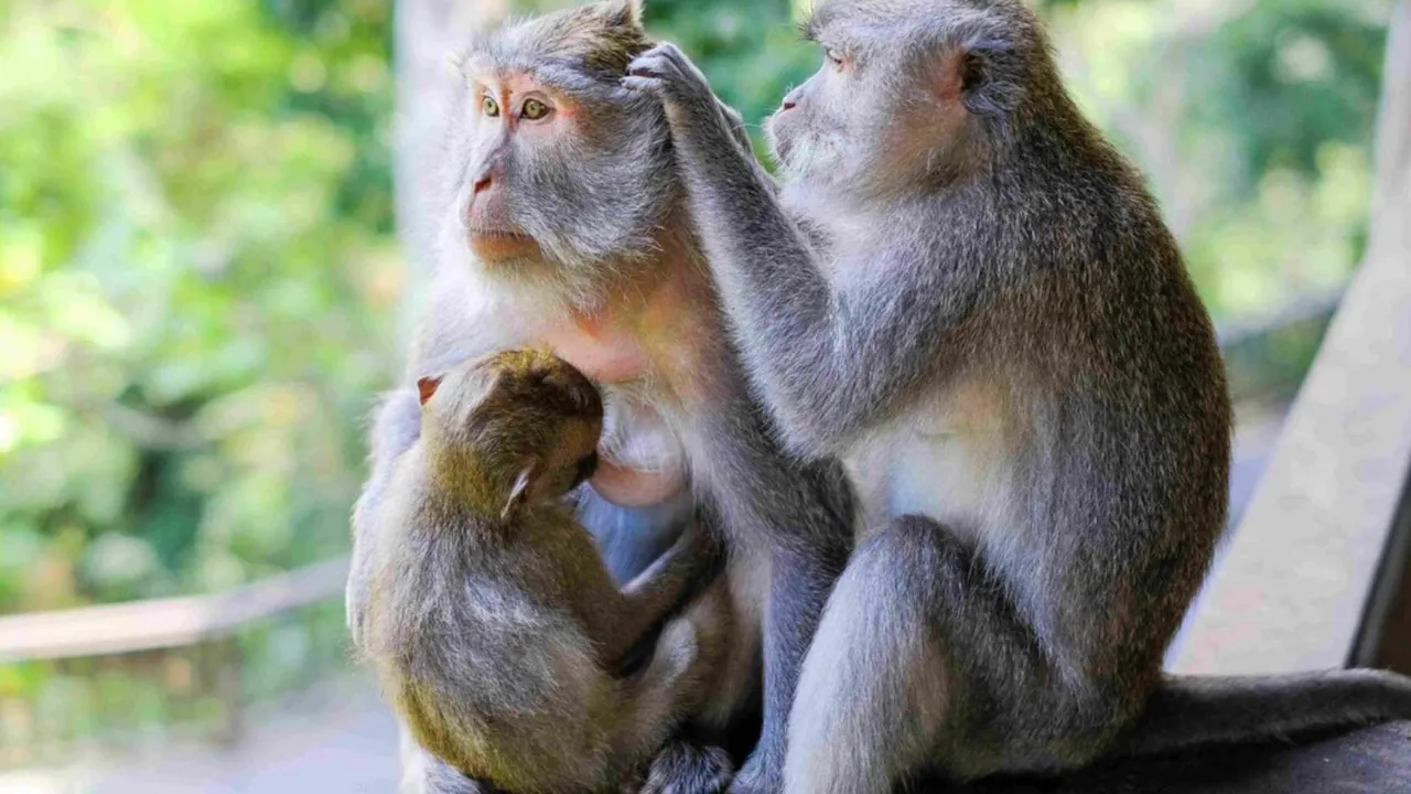 Sacred Monkey Forest Tour Ubud Price