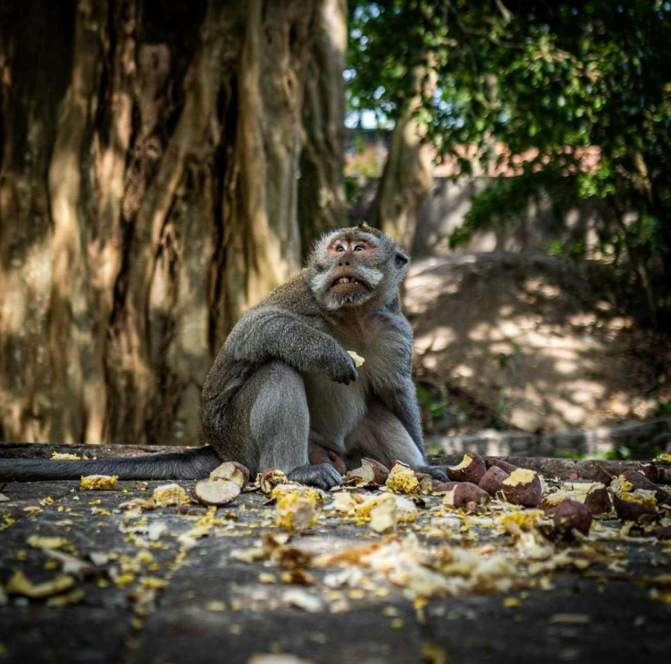 Sacred Monkey Forest Tour Ubud