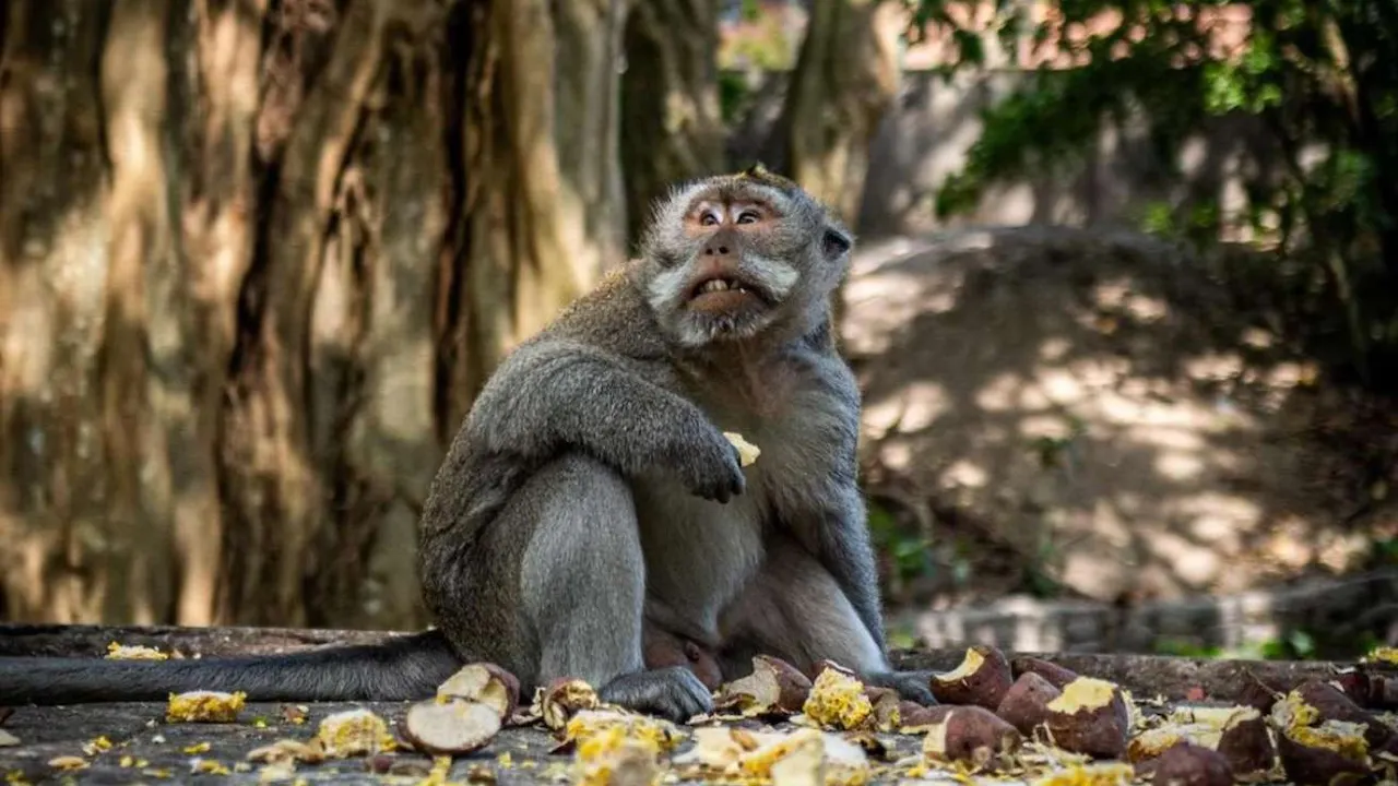 Sacred Monkey Forest Tour Ubud