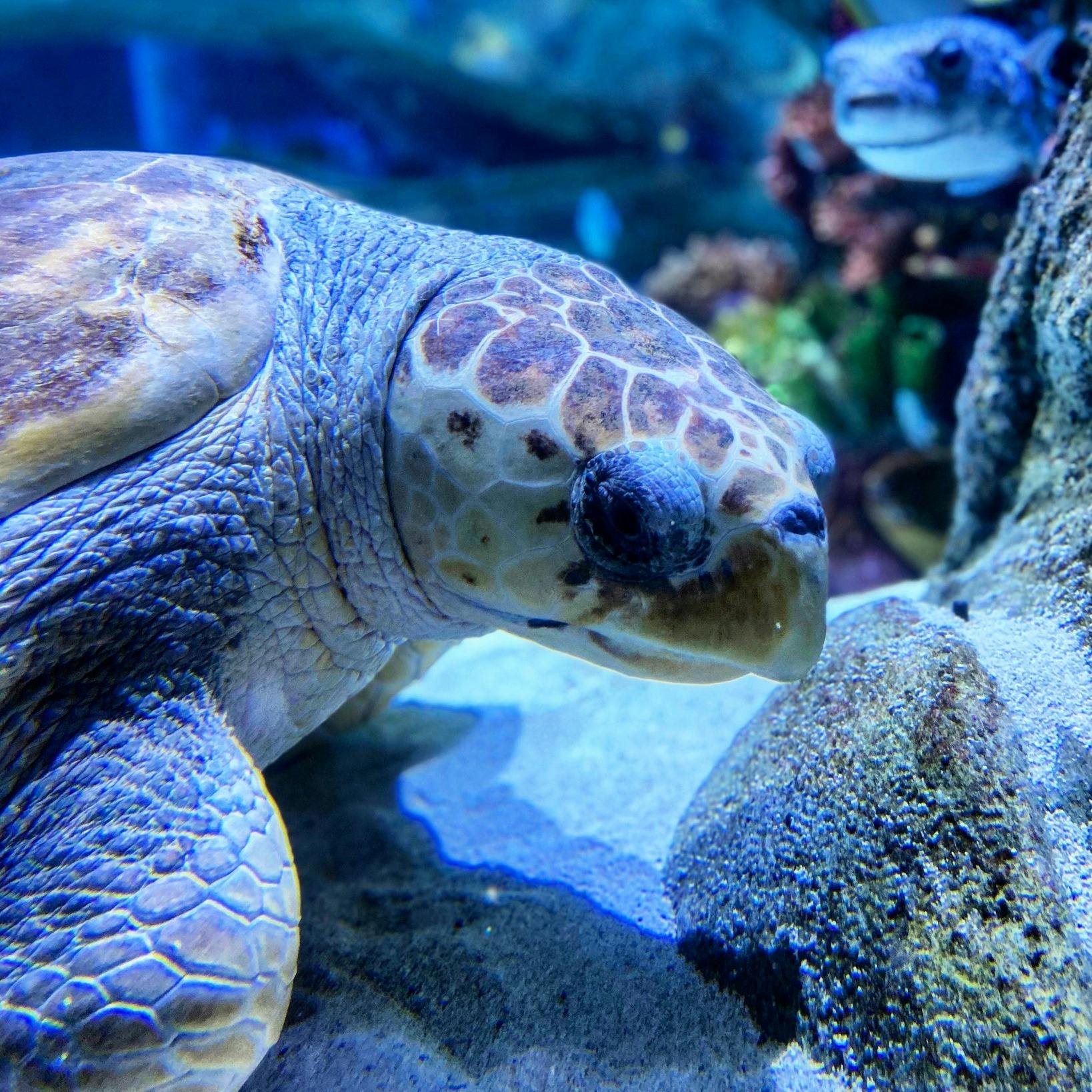 Sea Life Orlando Tickets Ticket