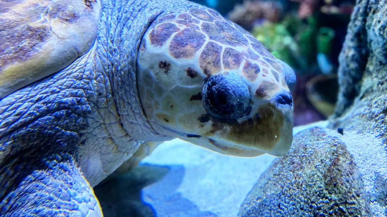 Sea Life Orlando Tickets Ticket