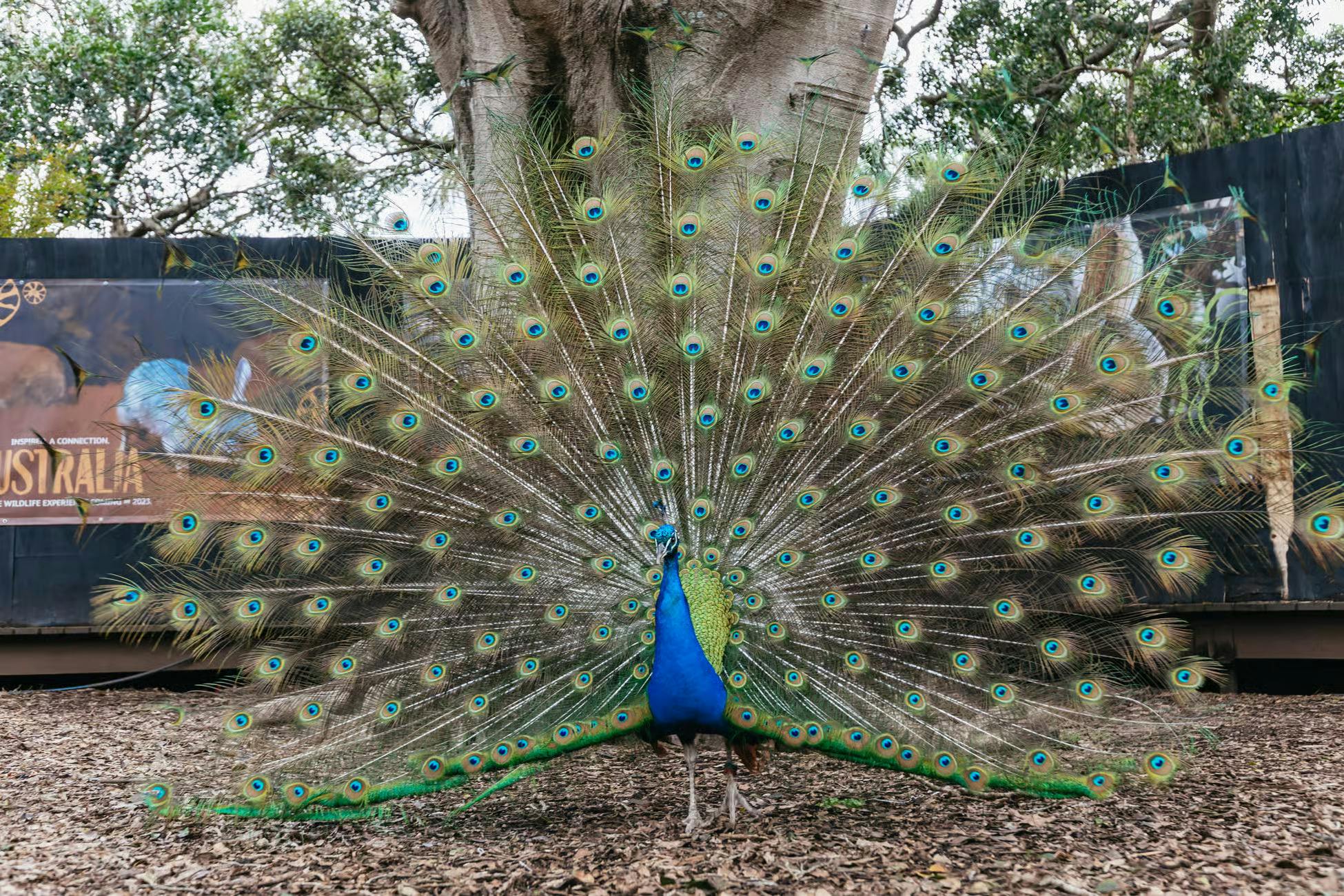 Taronga Zoo Tickets Category