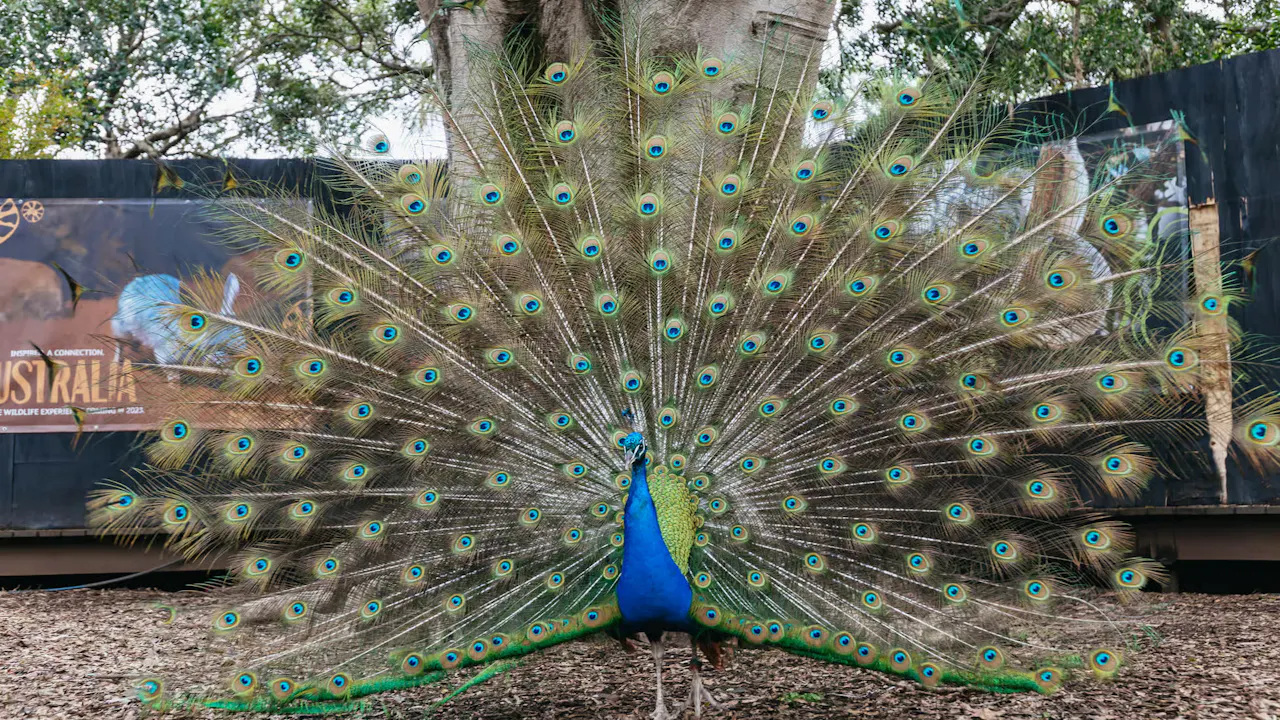 Taronga Zoo Tickets Category