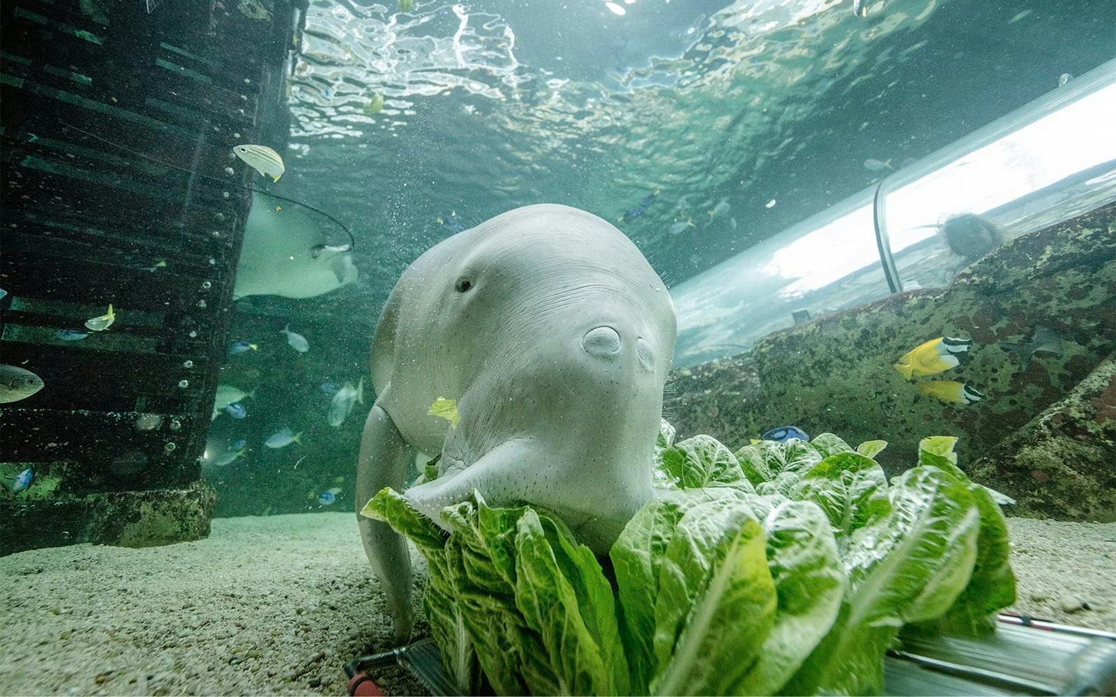 SEA LIFE Sydney Aquarium Tickets 