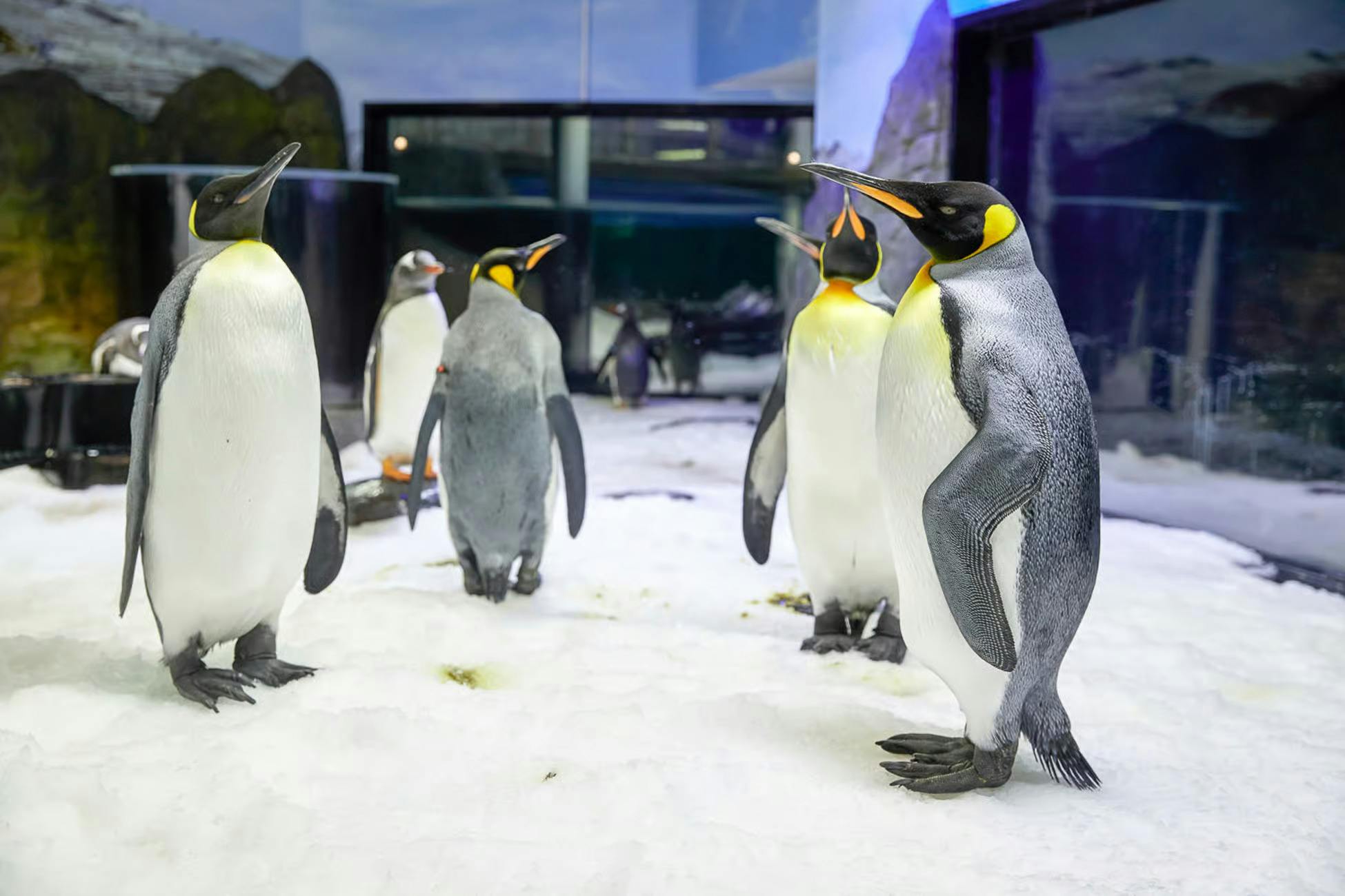 SEA LIFE Sydney Aquarium Tickets Ticket