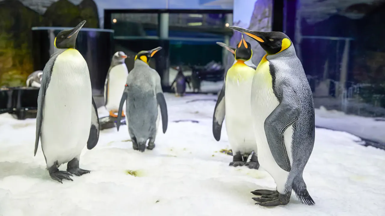 SEA LIFE Sydney Aquarium Tickets Ticket