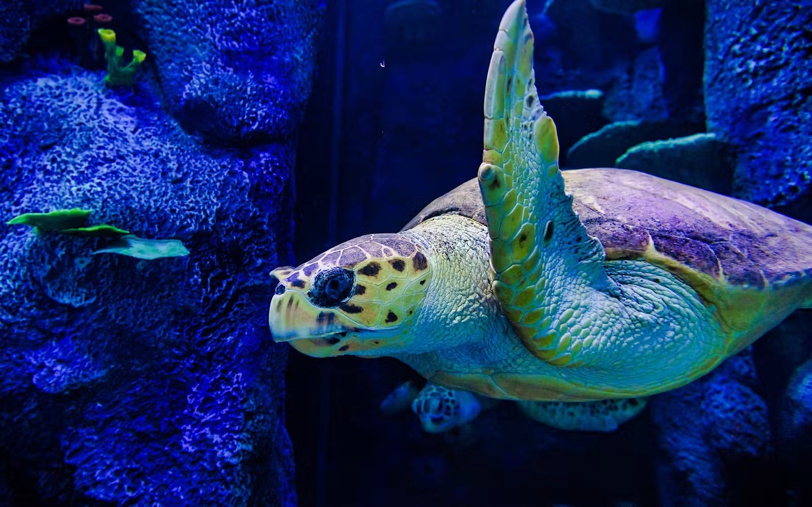SEA LIFE Sydney Aquarium Tickets 