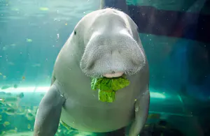 SEA LIFE Sydney Aquarium Tickets