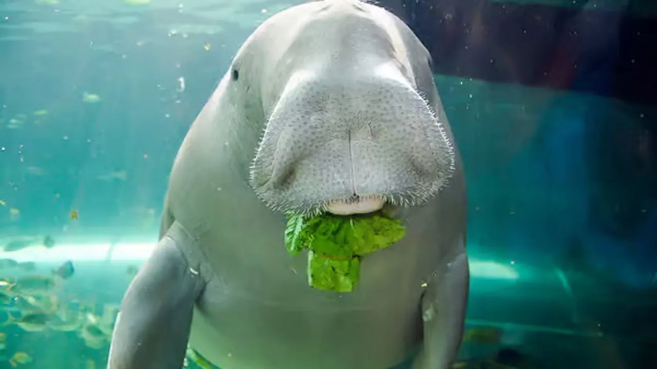 SEA LIFE Sydney Aquarium Tickets