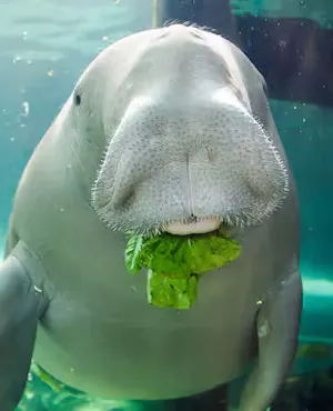 SEA LIFE Sydney Aquarium Tickets