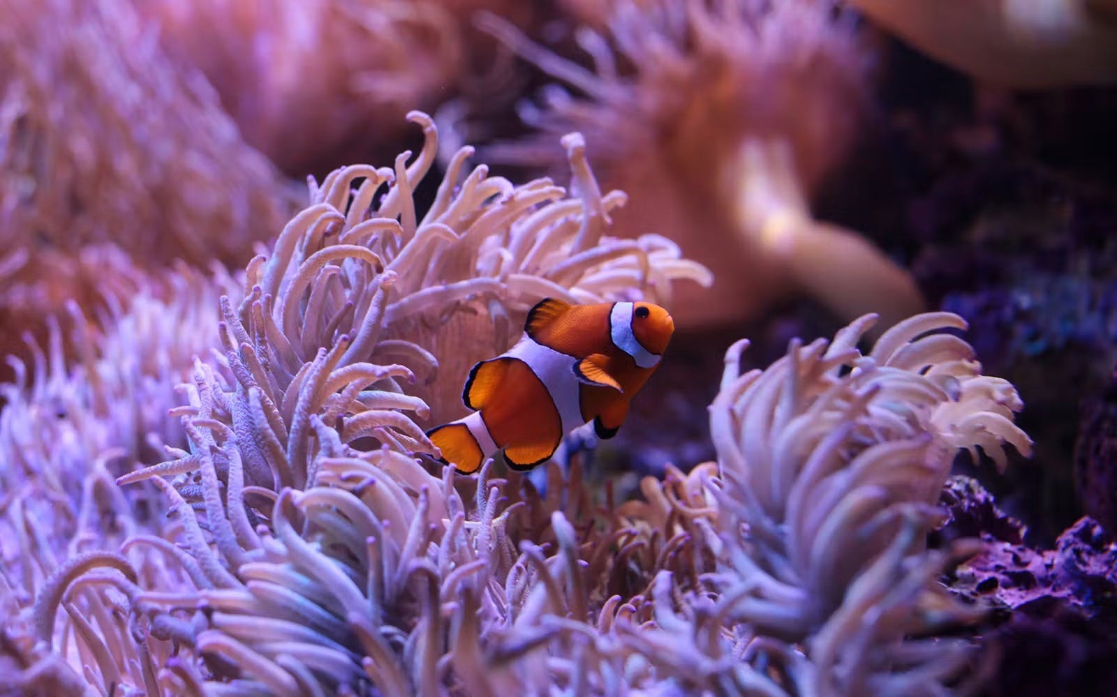 SEA LIFE Sydney Aquarium Tickets 
