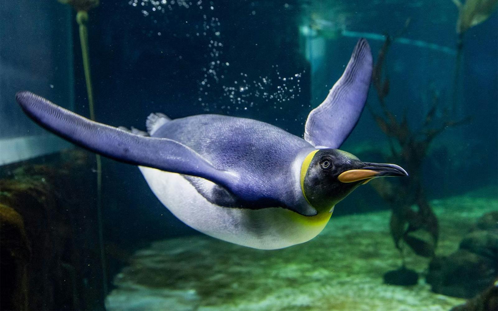 SEA LIFE Sydney Aquarium Tickets 