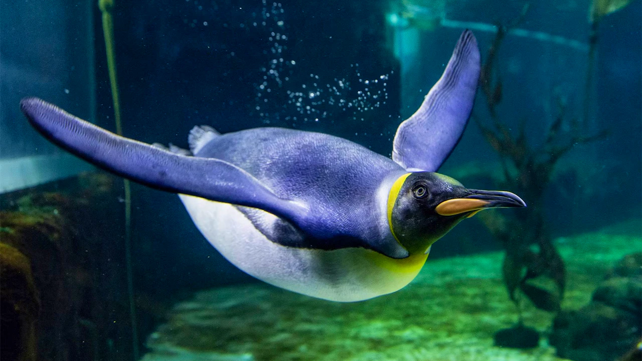 SEA LIFE Sydney Aquarium Tickets