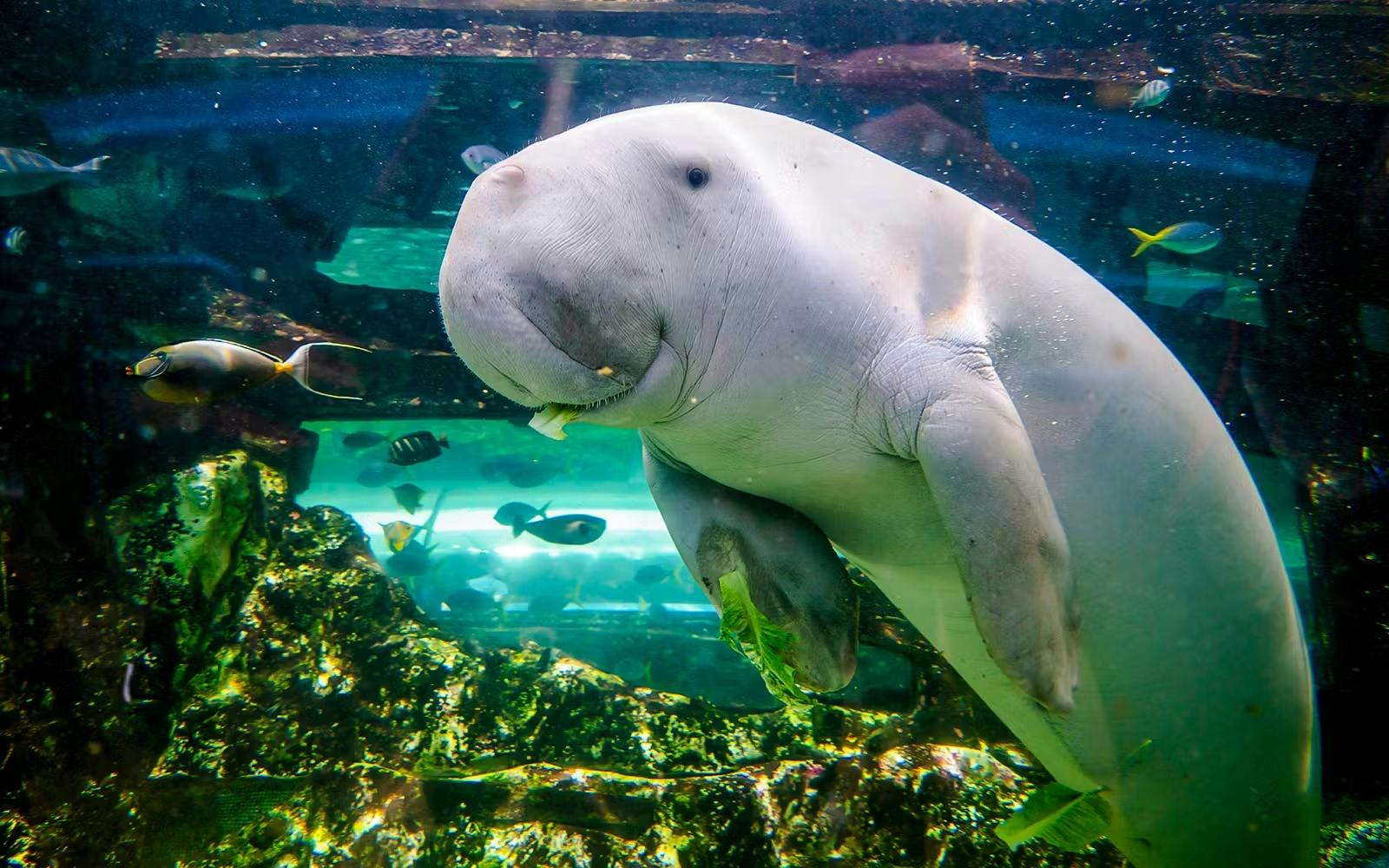 SEA LIFE Sydney Aquarium Tickets Category