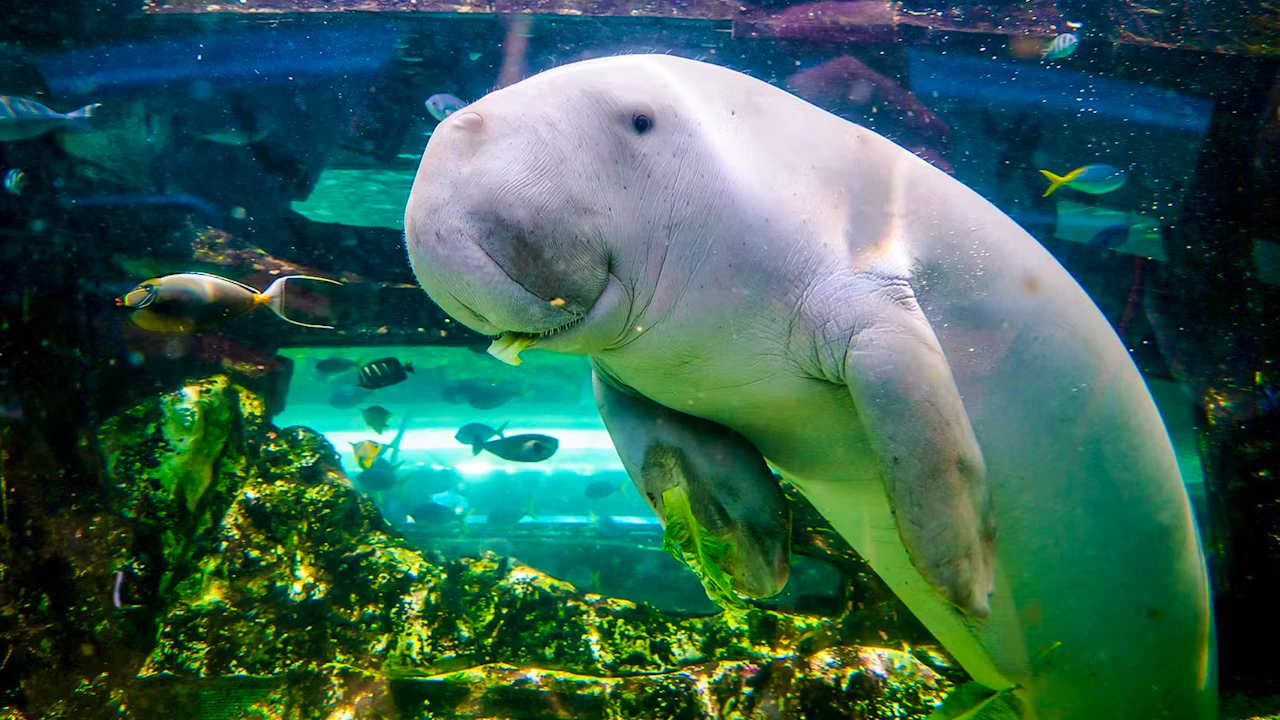 SEA LIFE Sydney Aquarium Tickets Category
