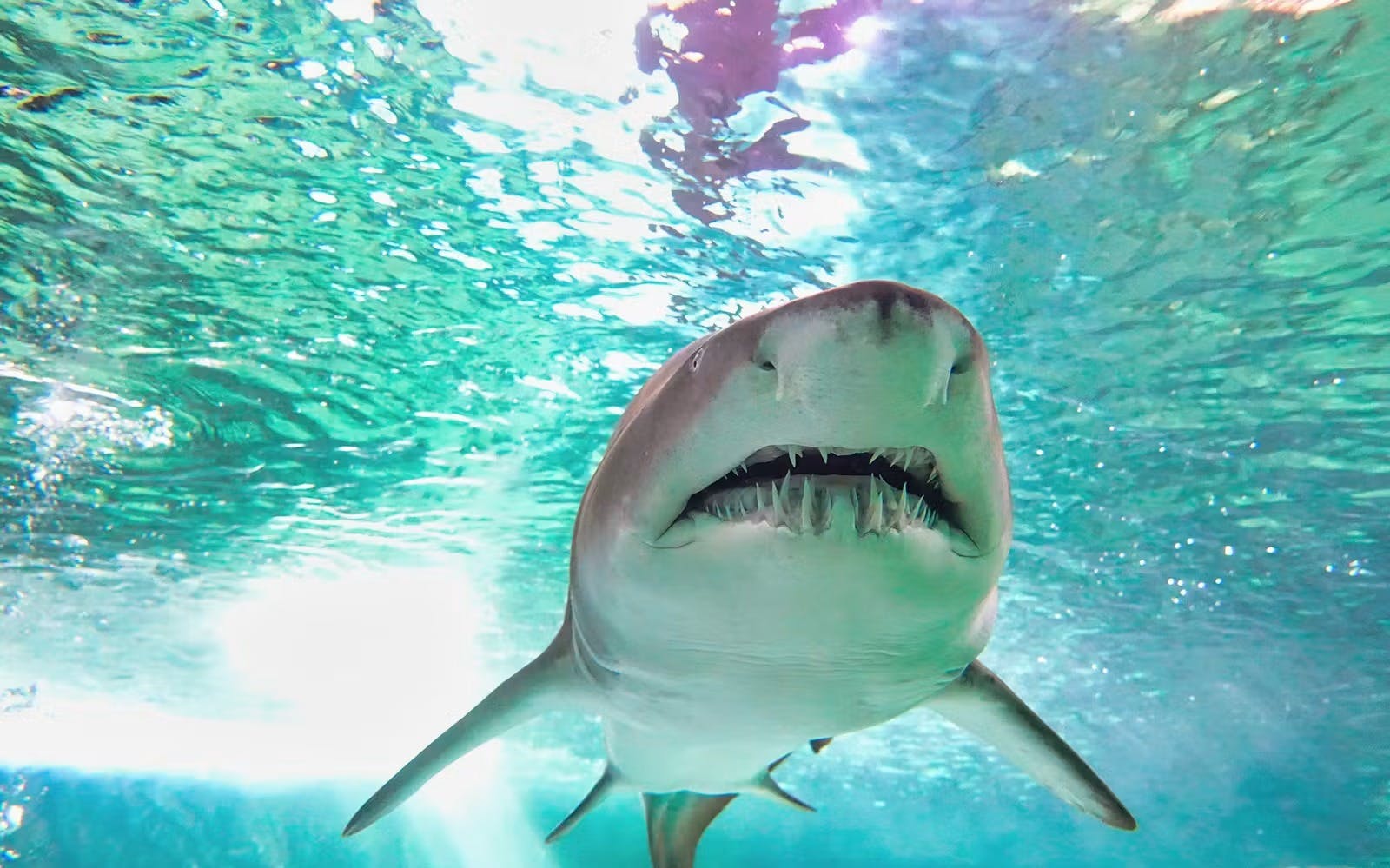 SEA LIFE Sydney Aquarium Tickets 