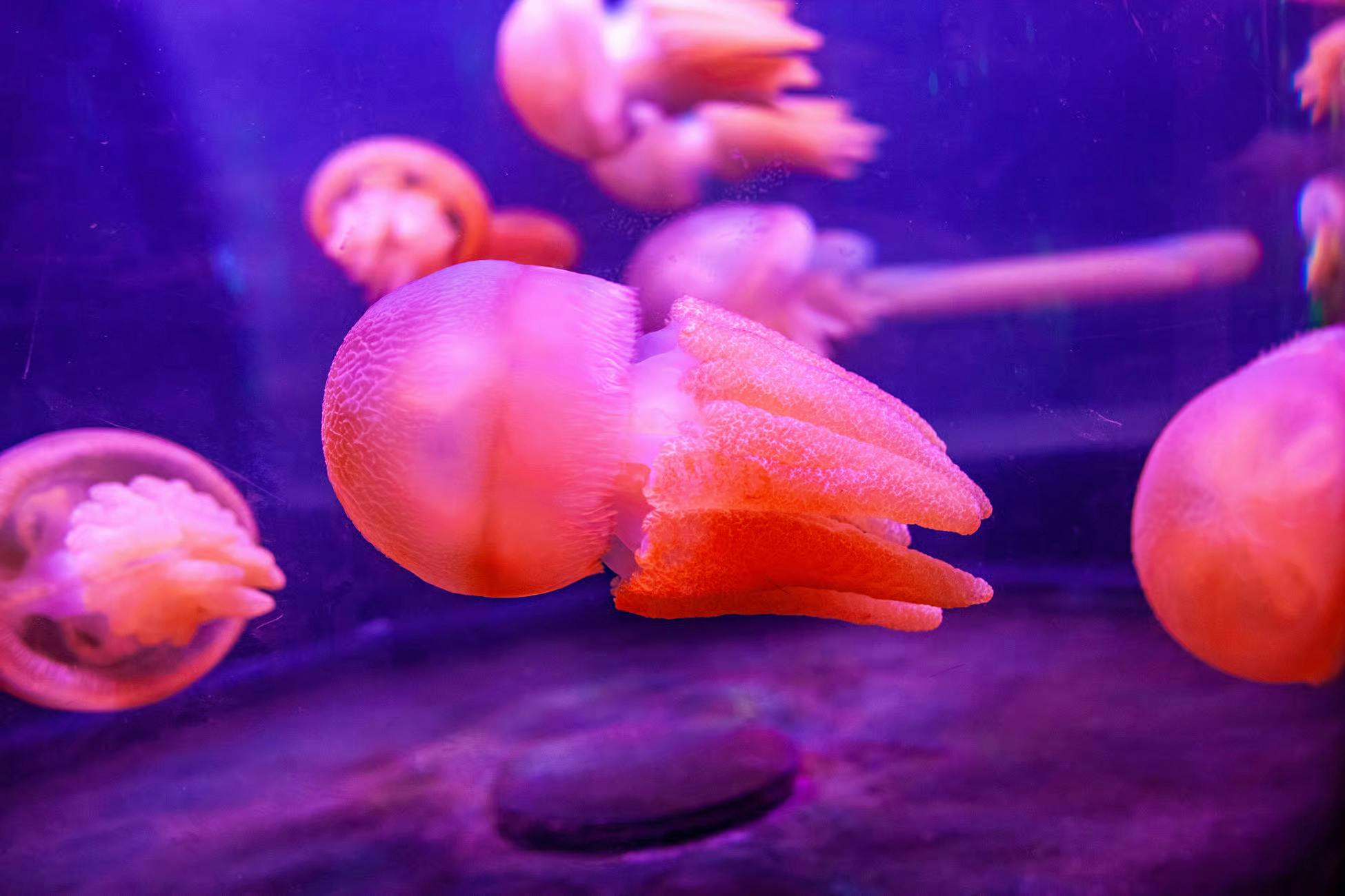 SEA LIFE Sydney Aquarium Tickets Price