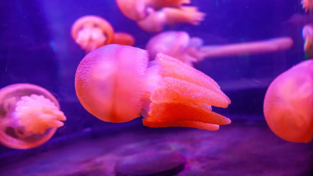 SEA LIFE Sydney Aquarium Tickets Price