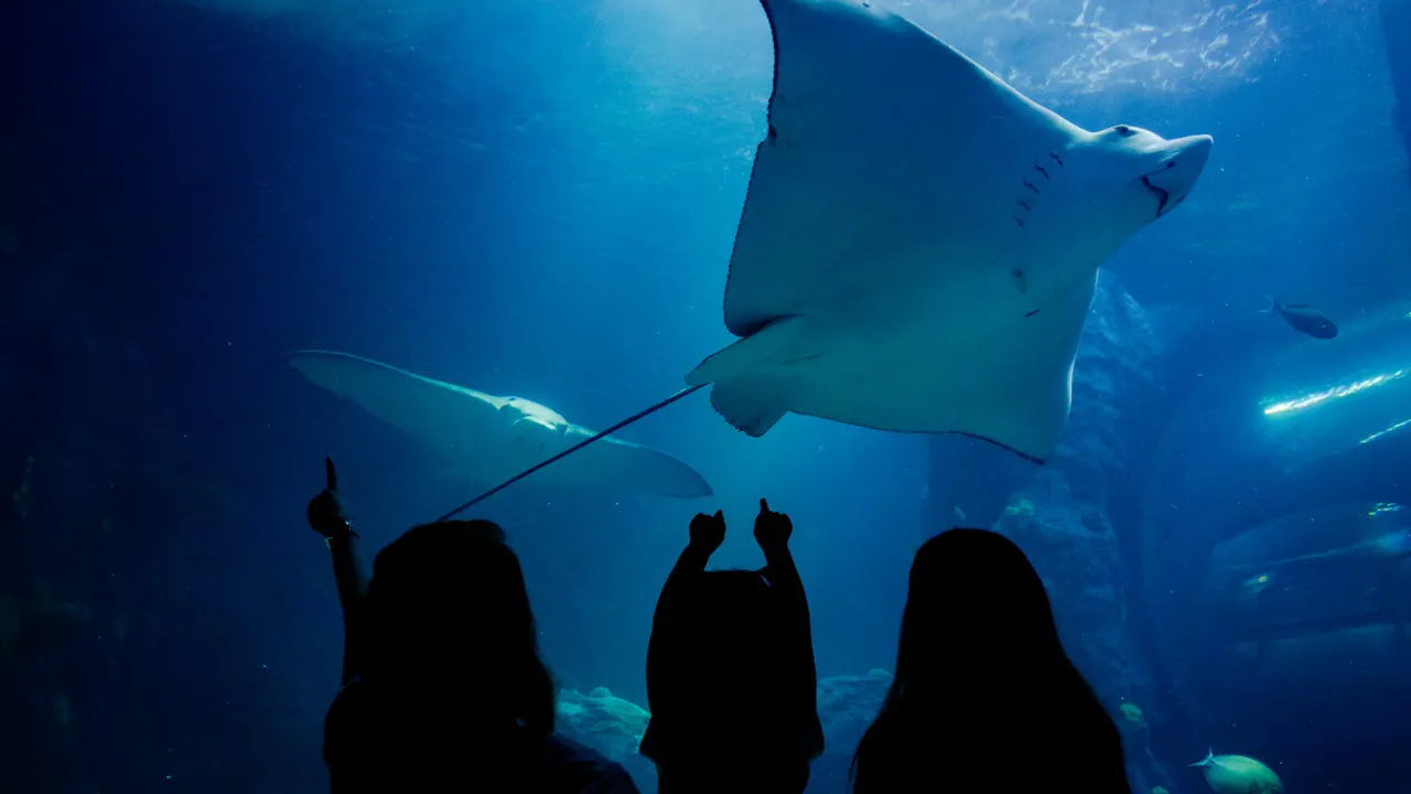 SEA LIFE Sydney Aquarium Tickets Thrillark