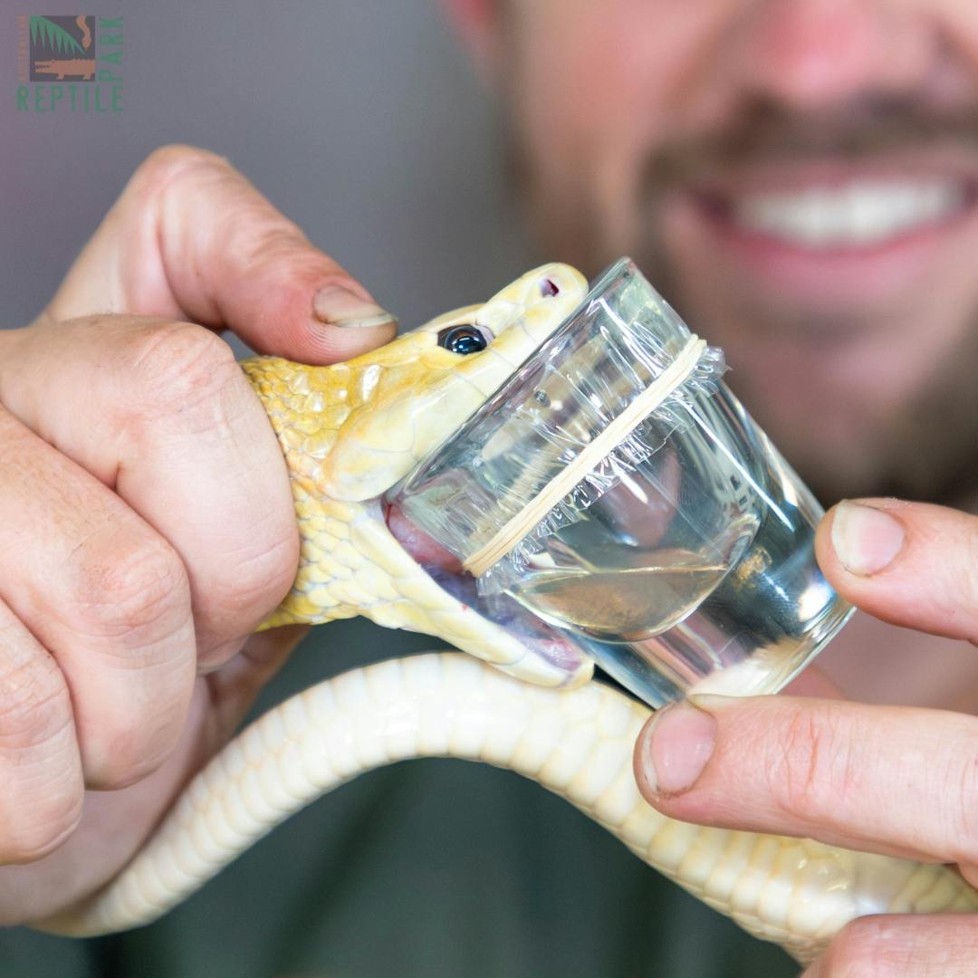 Australian Reptile Park Ticket Ticket