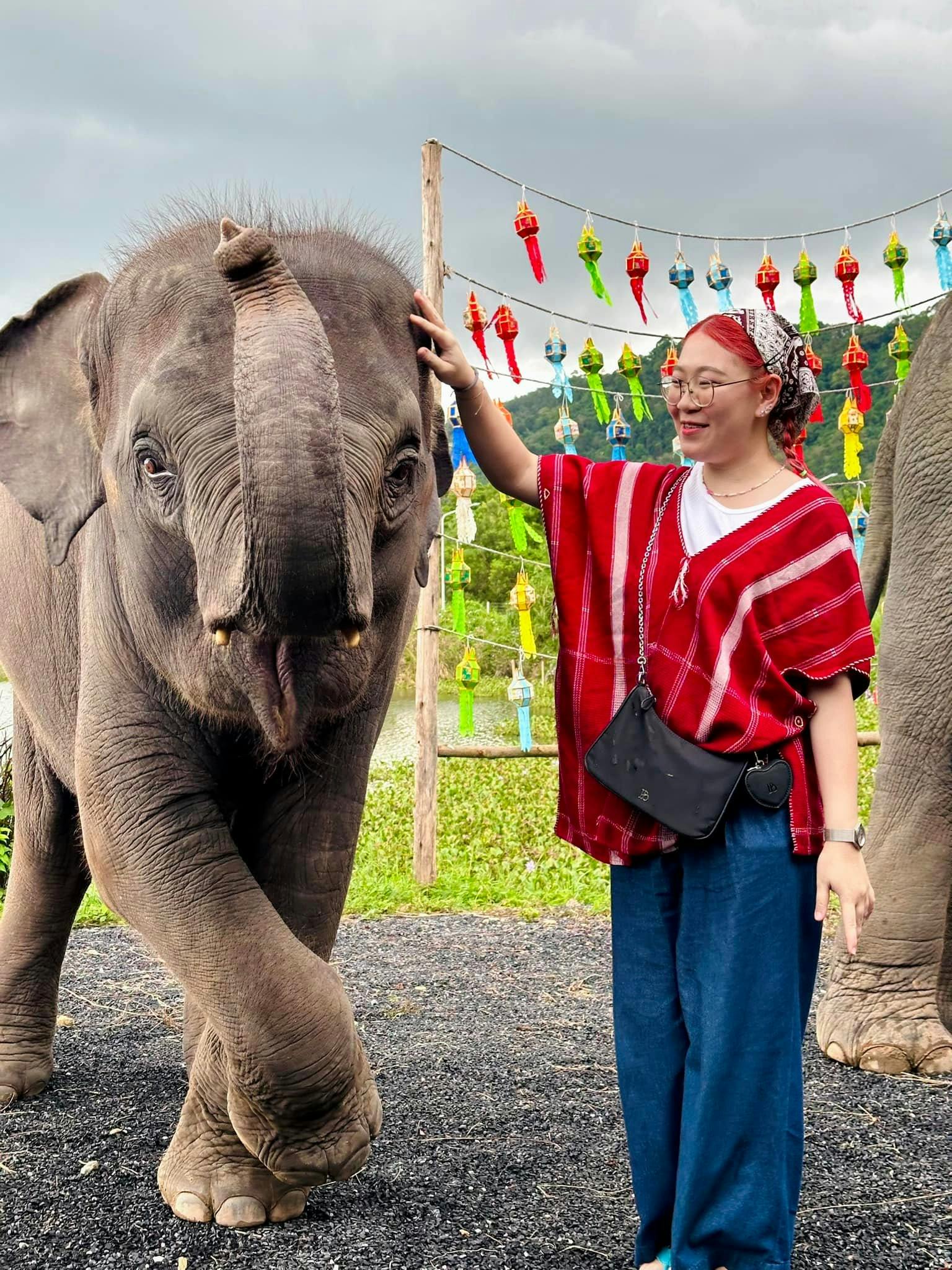 Kerchor Elephant Family Phuket Discount