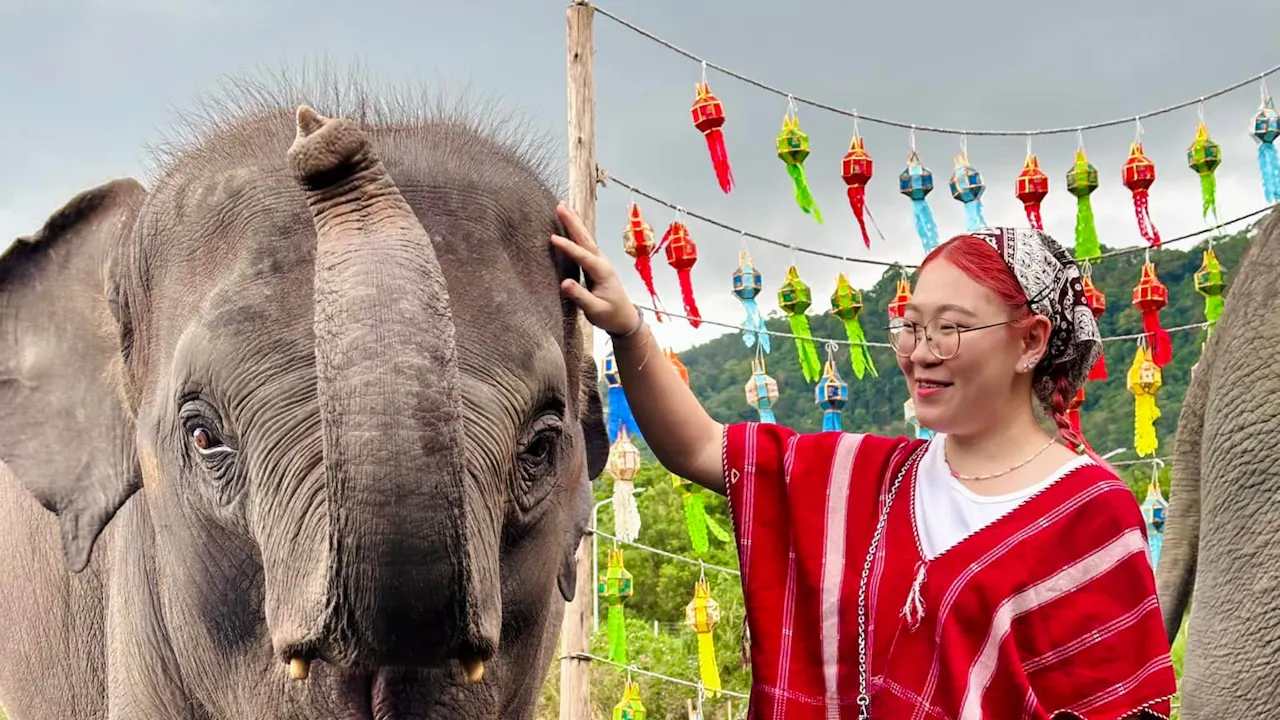 Kerchor Elephant Family Phuket Discount