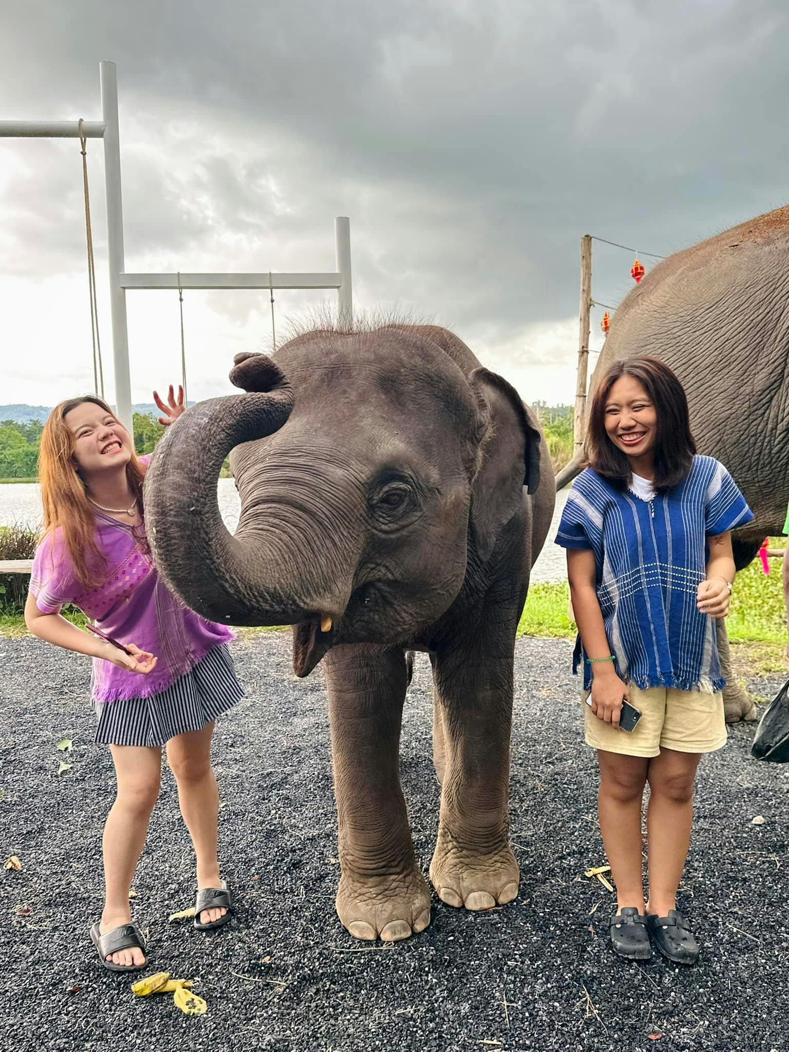 Kerchor Elephant Family Phuket Price