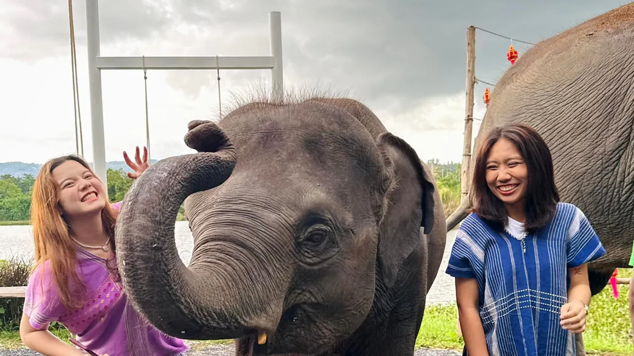 Kerchor Elephant Family Phuket Price