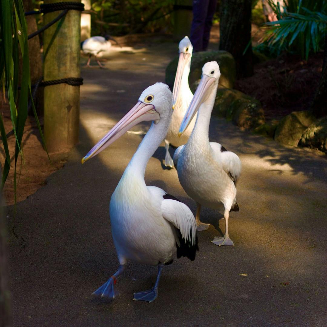 Currumbin Wildlife Sanctuary Tickets Gold Coast