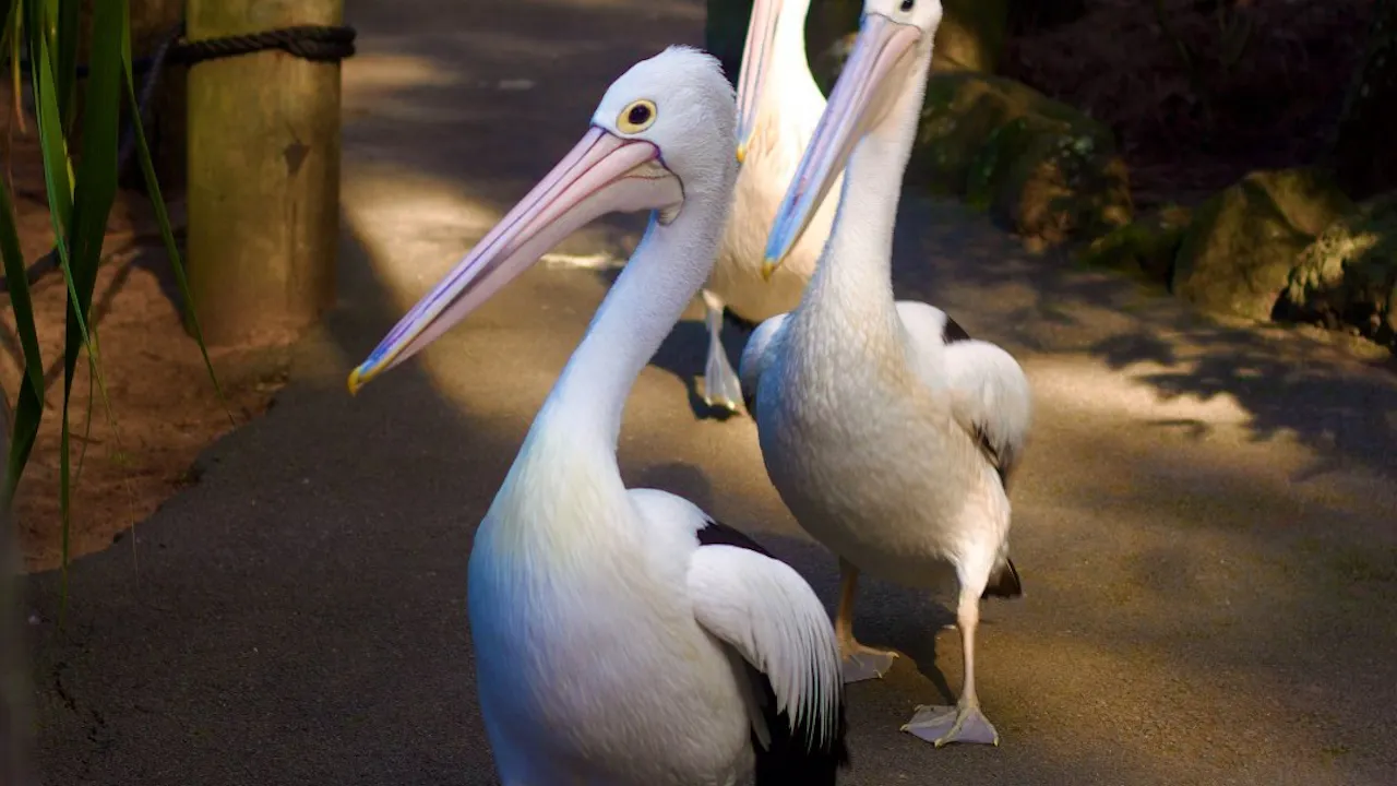 Currumbin Wildlife Sanctuary Tickets Gold Coast