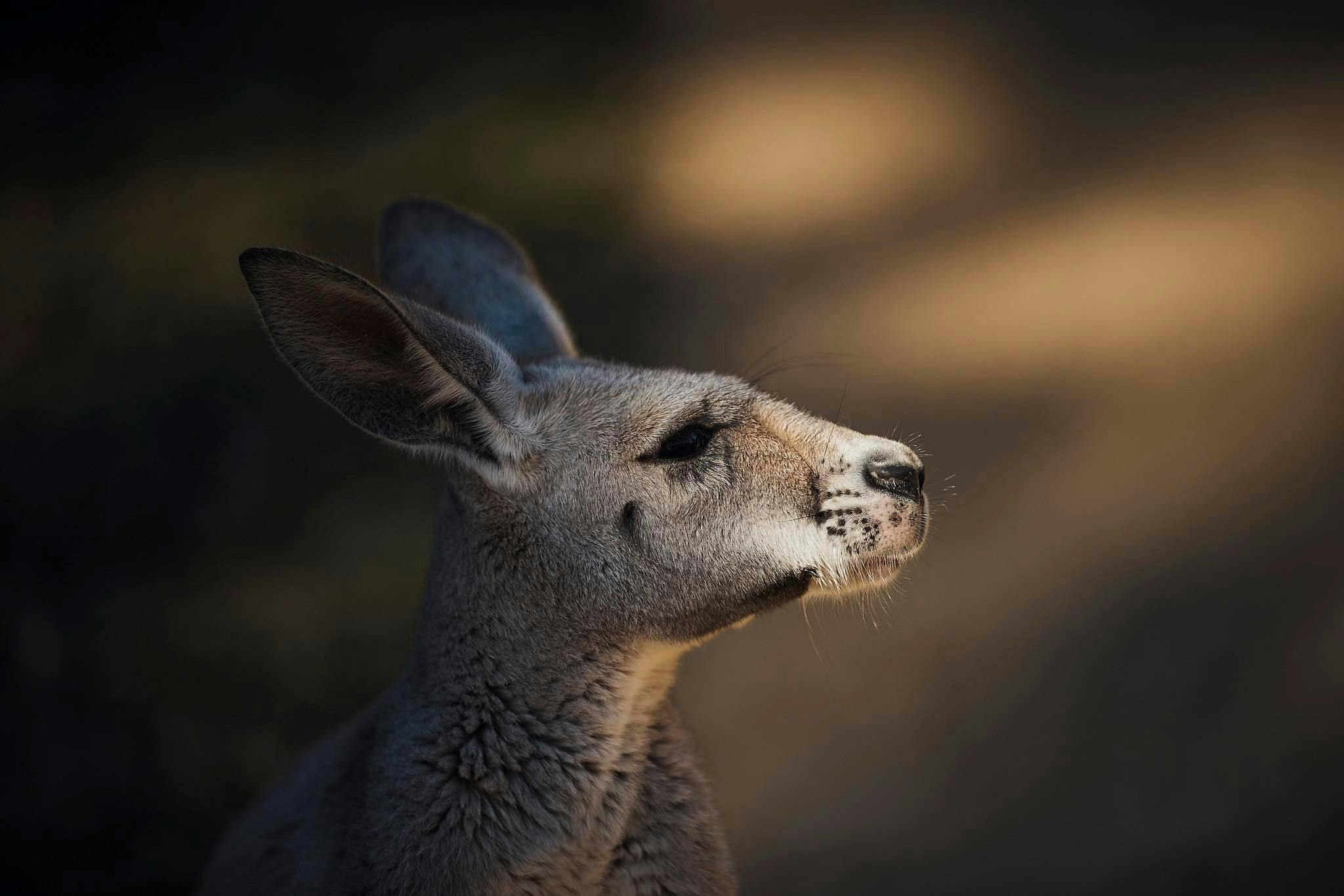 Big Bus Sydney Hop-On-Hop-Off Tour + Taronga Zoo Tickets Price