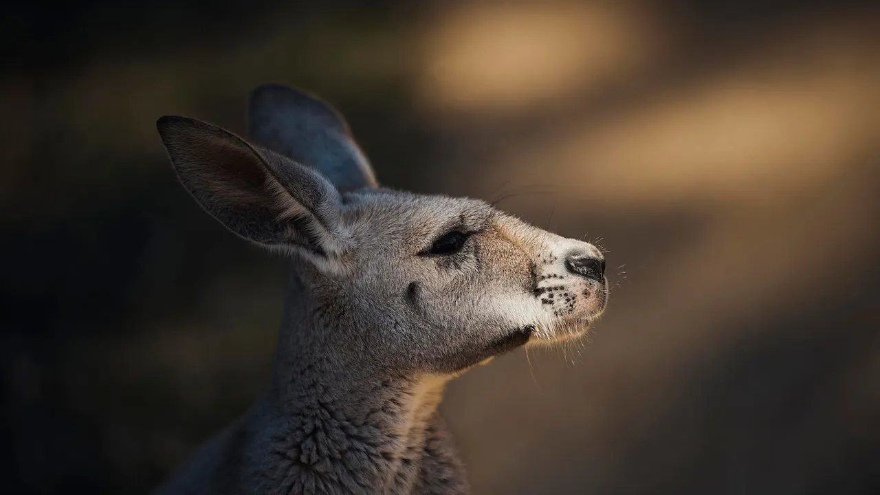 Big Bus Sydney Hop-On-Hop-Off Tour + Taronga Zoo Tickets Price