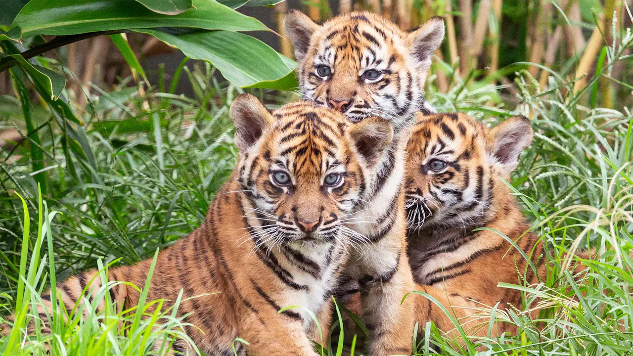 Big Bus Sydney Hop-On-Hop-Off Tour + Taronga Zoo Tickets Discount