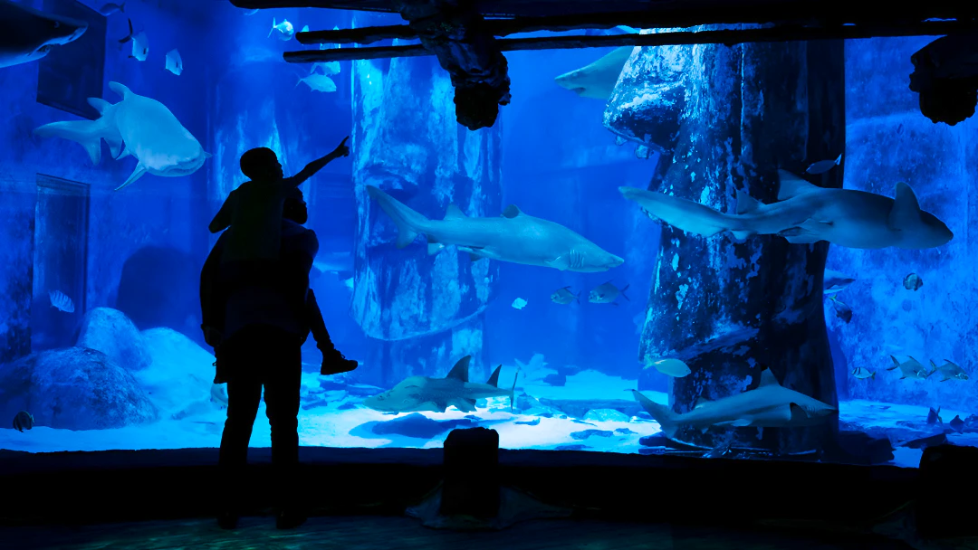 SEA LIFE London Aquarium Tickets Category