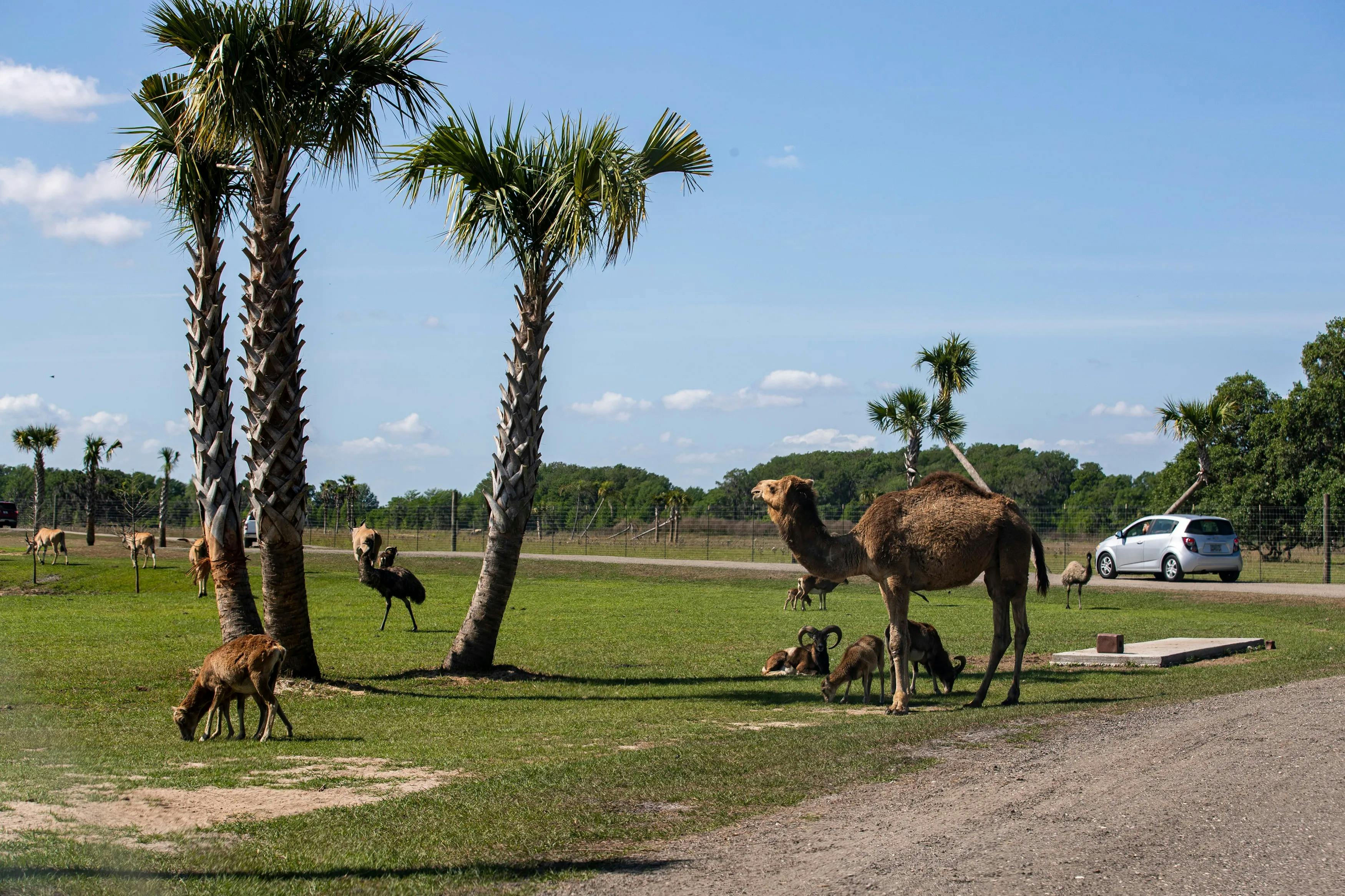 Wild Florida Drive - Through Safari & Gator Park Admission Review