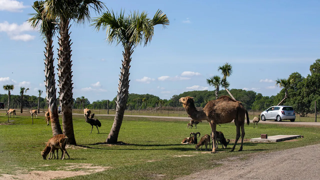 Wild Florida Drive - Through Safari & Gator Park Admission Review
