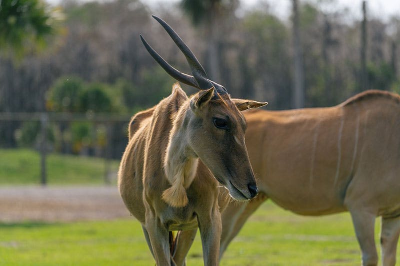 Wild Florida Drive - Through Safari & Gator Park Admission Category