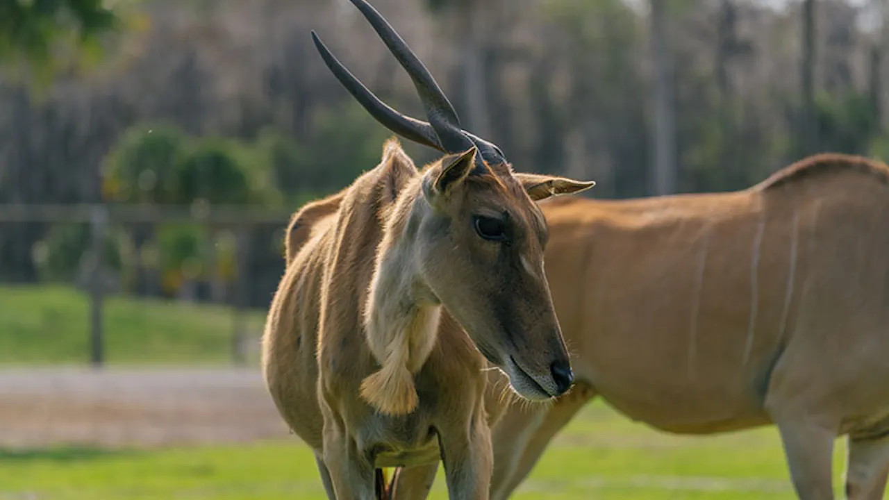 Wild Florida Drive - Through Safari & Gator Park Admission Category