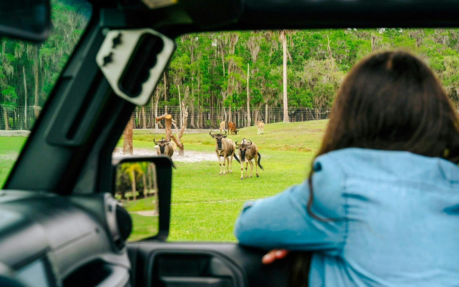 Wild Florida Drive - Through Safari & Gator Park Admission Location