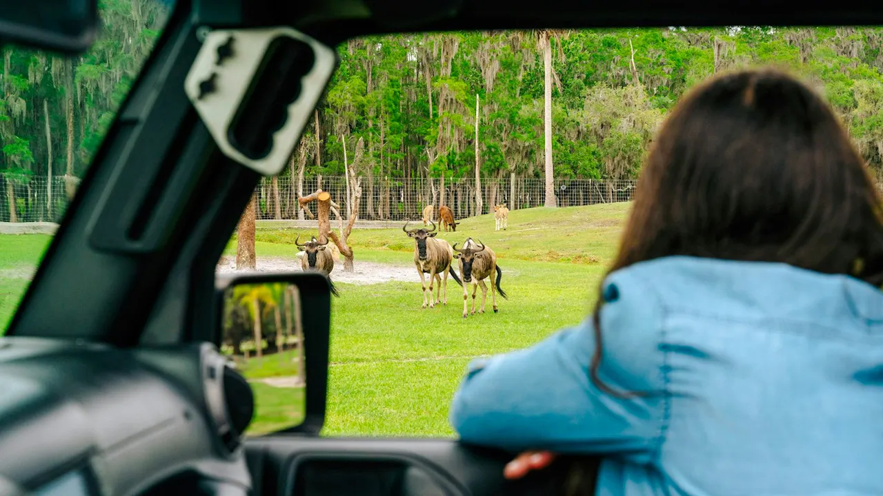 Wild Florida Drive - Through Safari & Gator Park Admission Location
