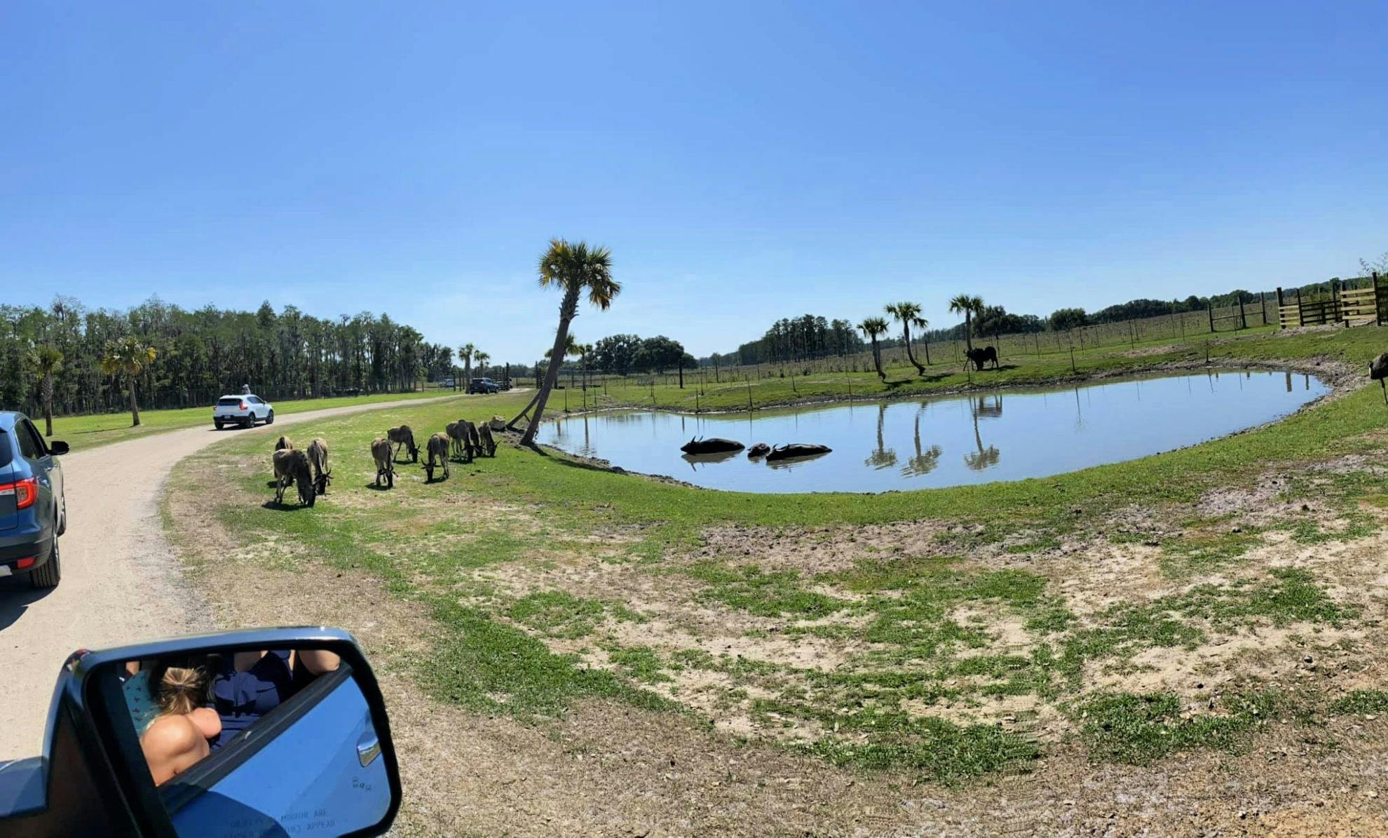 Wild Florida Drive - Through Safari & Gator Park Admission Category