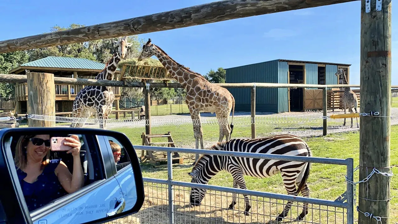 Wild Florida Drive - Through Safari & Gator Park Admission Thrillark