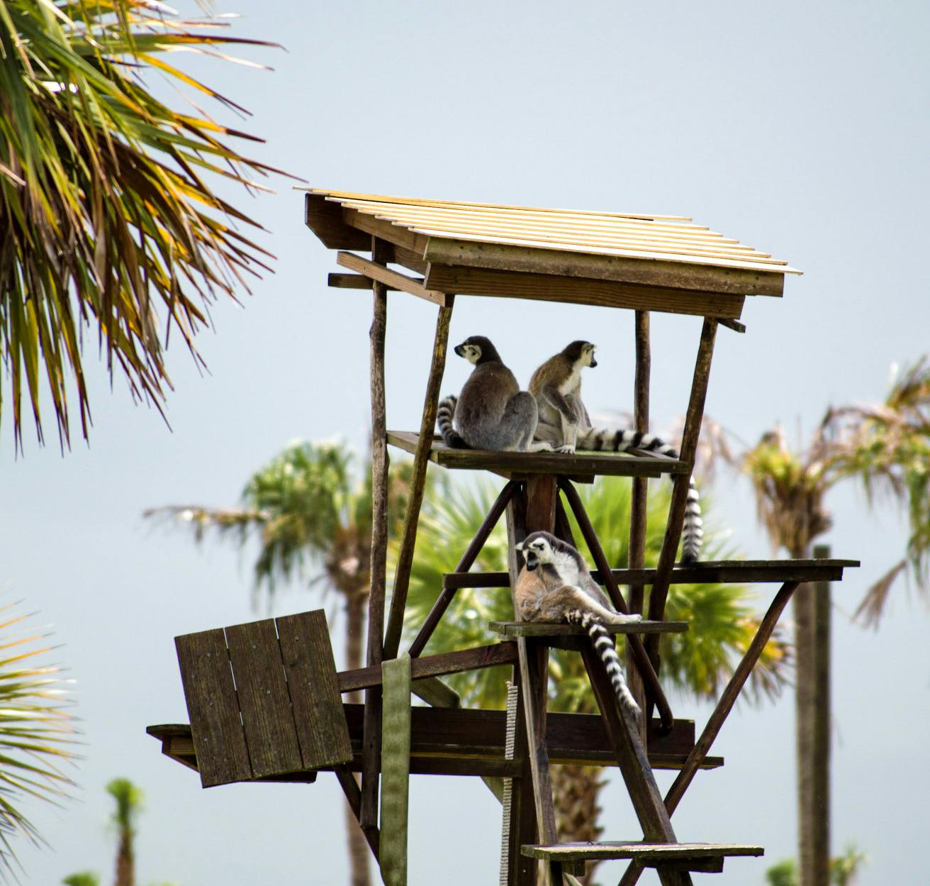 Wild Florida - Safari Park & 30 Minute Everglades Tour Price